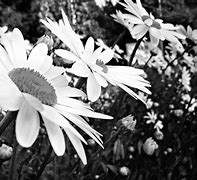 Image result for Spring Flowers Black and White