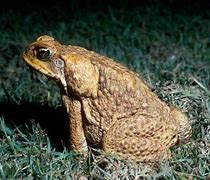 Image result for Big Cane Toad