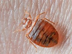 Image result for What Does a Bed Bug Look Like Size