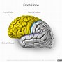 Image result for Frontal Lobe Structures