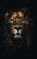 Image result for 4K Mobile Wallpaper Lion