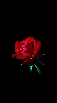 Image result for Dark Red Rose iPhone Wallpaper