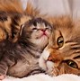 Image result for Mama and Baby Cat