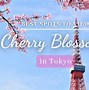 Image result for Cherry Blossom Season End in Japan