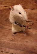 Image result for A Rat Holding a Metal Pipe Meme