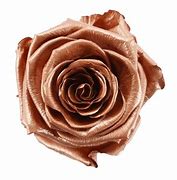 Image result for Rose Gold Color Flowers