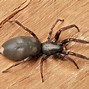 Image result for Most Venomous Spider in Australia