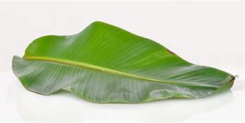 Image result for Banana Leaves