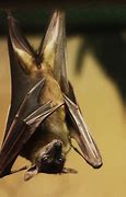Image result for Vampire Bat DNA