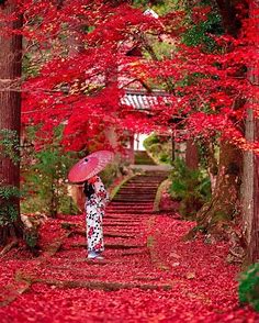 Ryuonji Temple 🍁 Kyoto prefecture 🇯🇵 📸@sanbonsuge1986 | Japon paysage, Fond ecran gratuit paysage, Japon illustration