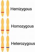 Image result for Hemizygous vs Homozygous
