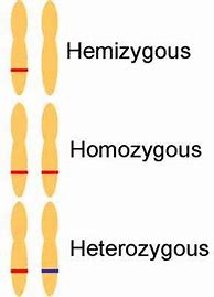 Image result for Hemizygous vs Homozygous