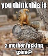 Image result for Noooo Squirrel Meme