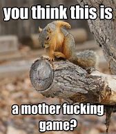 Image result for Angry Squirrel Meme