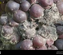 Image result for Botrytis Cinerea Grapes