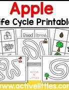 Image result for Apple Life Cycle Activity