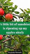 Image result for Apples and Oranges Quotes