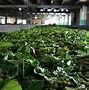 Image result for Tea Manufacturing Process