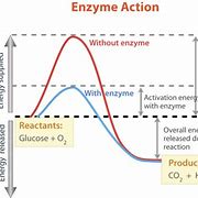 Image result for Enzyme Lowering Activation Energy