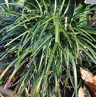 Image result for Ophiopogon japonicus