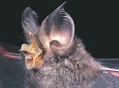 Image result for Big-Eared Bat with Ears Folded Back