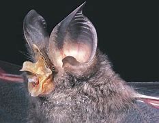 Image result for Large Bats in Australia
