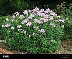 Phlox paniculata bright eyes-এর ছবি ফলাফল