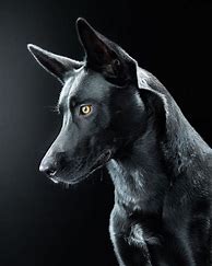 Image result for Black Dog Aesthetic