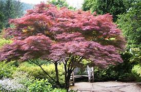 Image result for Acer Plants Care