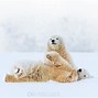 Image result for Tundra Animals Polar Bear