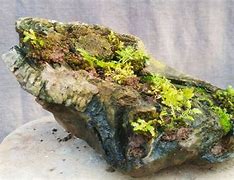 Image result for Moss That Grows On Rocks