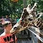 Image result for zoos animals feed