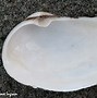 Image result for Horse Clam