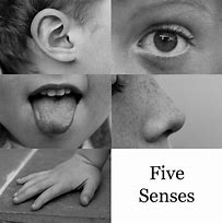 Image result for Five Senses Anchor Chart