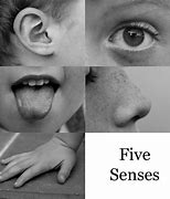 Image result for Our Five Senses