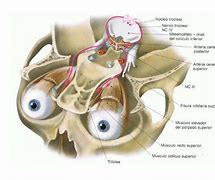 Image result for craneal