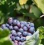 Image result for Holly's Hill Grenache Noir