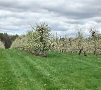 Image result for Mack's Apple's Apple Pick Park