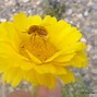 Image result for Yellow Spring Mojave Desert Flowers