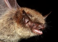 Image result for Floating Bat Eyes