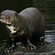 Image result for Giant River Otter Fun Facts