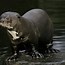 Image result for Giant Otter Eating