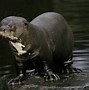 Image result for Giant Otter Habitat