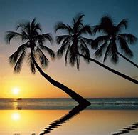 Image result for Minimal Palm Tree Wallpaper