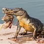Image result for Alligator and a Crocodile