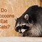 Image result for Raccoon and Cat