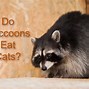 Image result for Raccoon Kill Cat