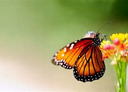 Image result for Pretty Butterfly Desktop Backgrounds
