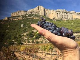 Image result for Pasanau Priorat El Vell Coster