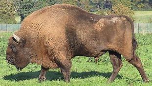 Image result for Bison Kuce